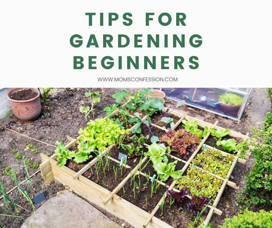 Frugal Gardening Tips