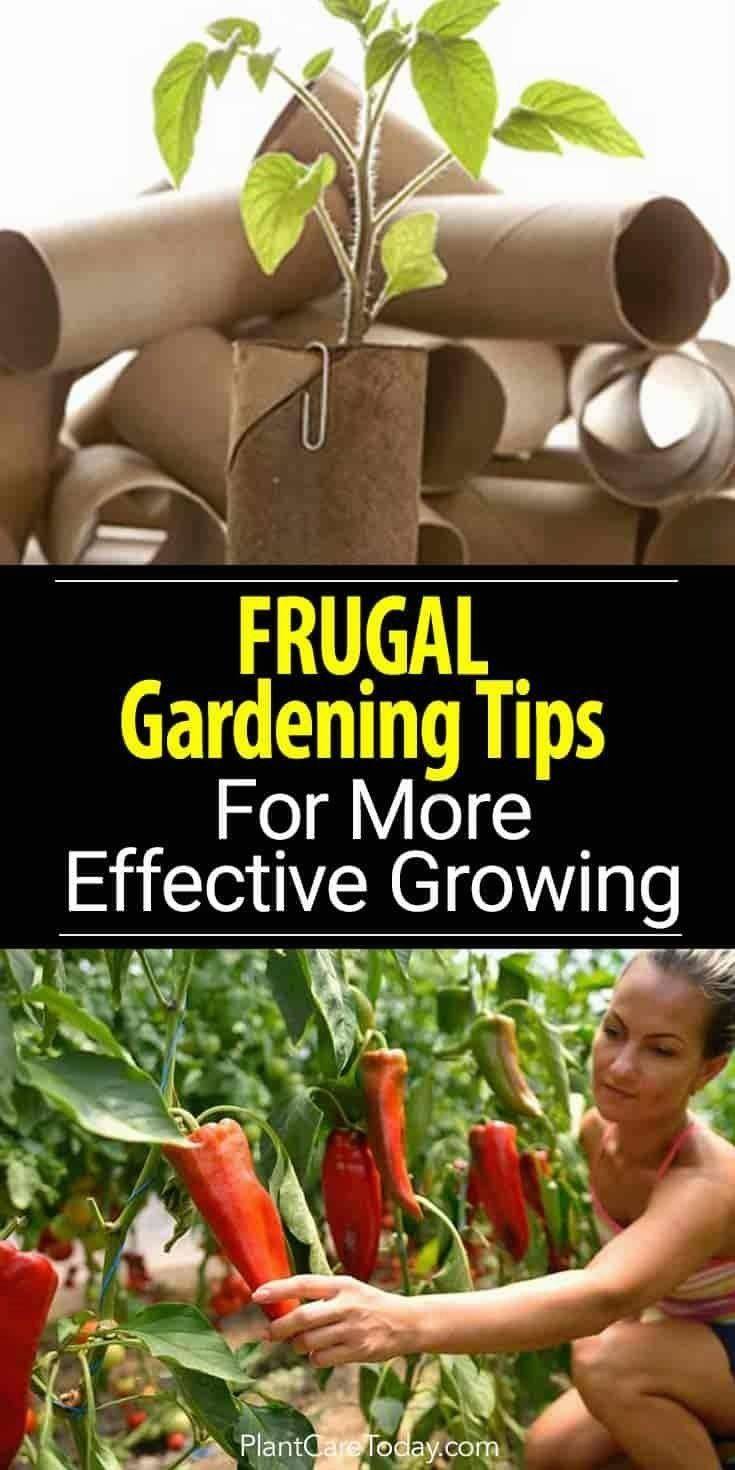 Frugal Gardening Tips