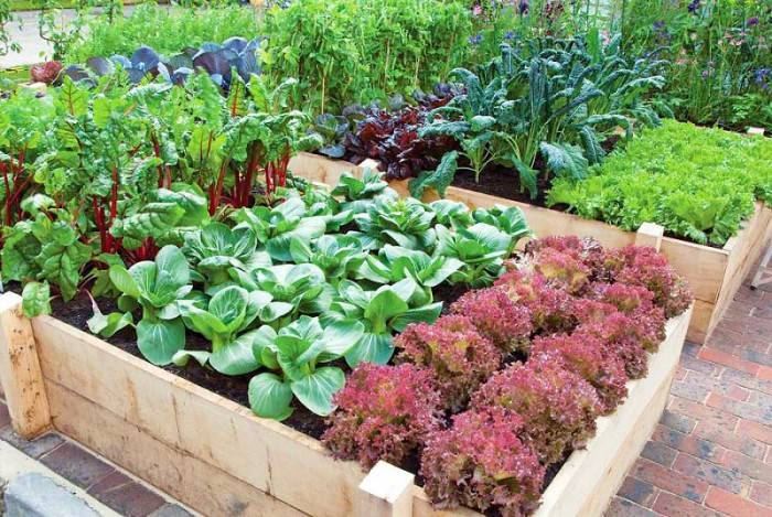 Vegetable Gardening For Beginners Family Focus Blog