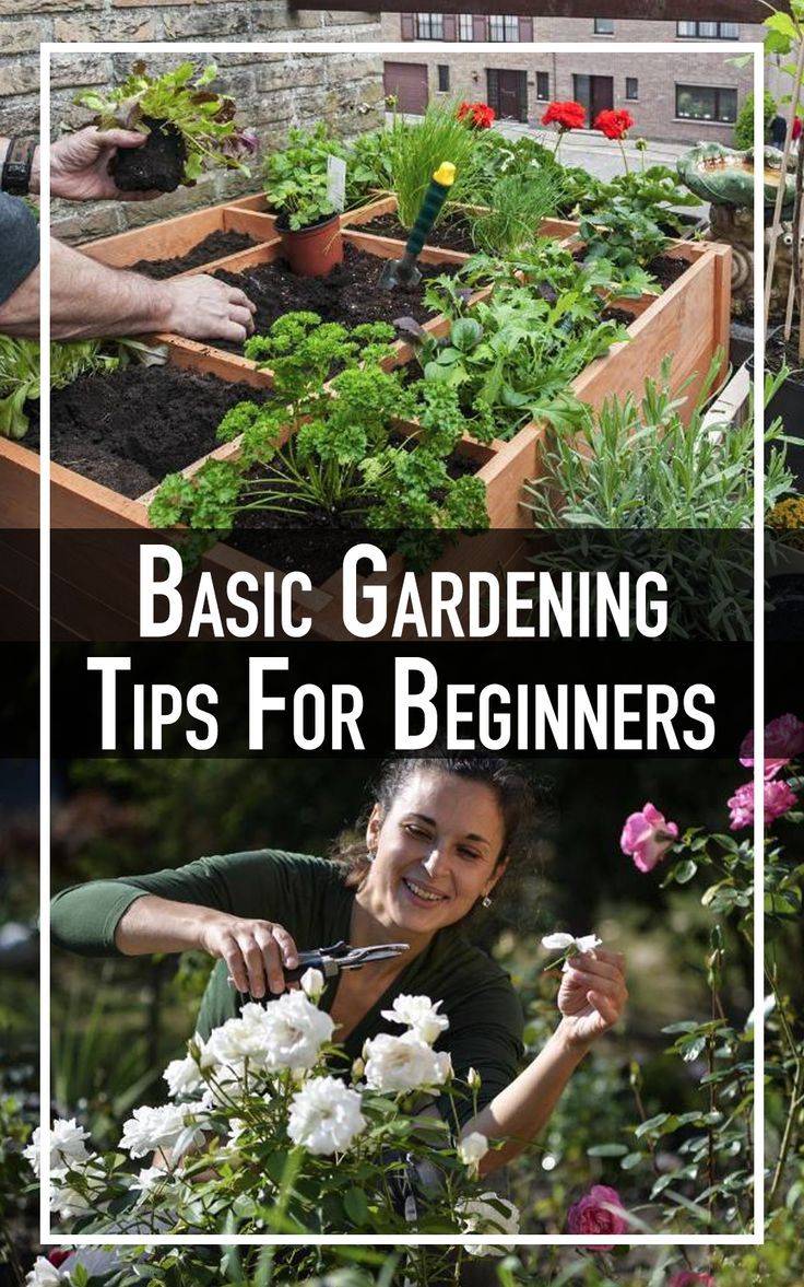 Key Vegetable Gardening Tips