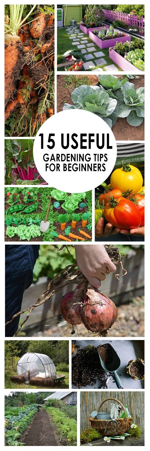 Beginner Vegetable Gardeners