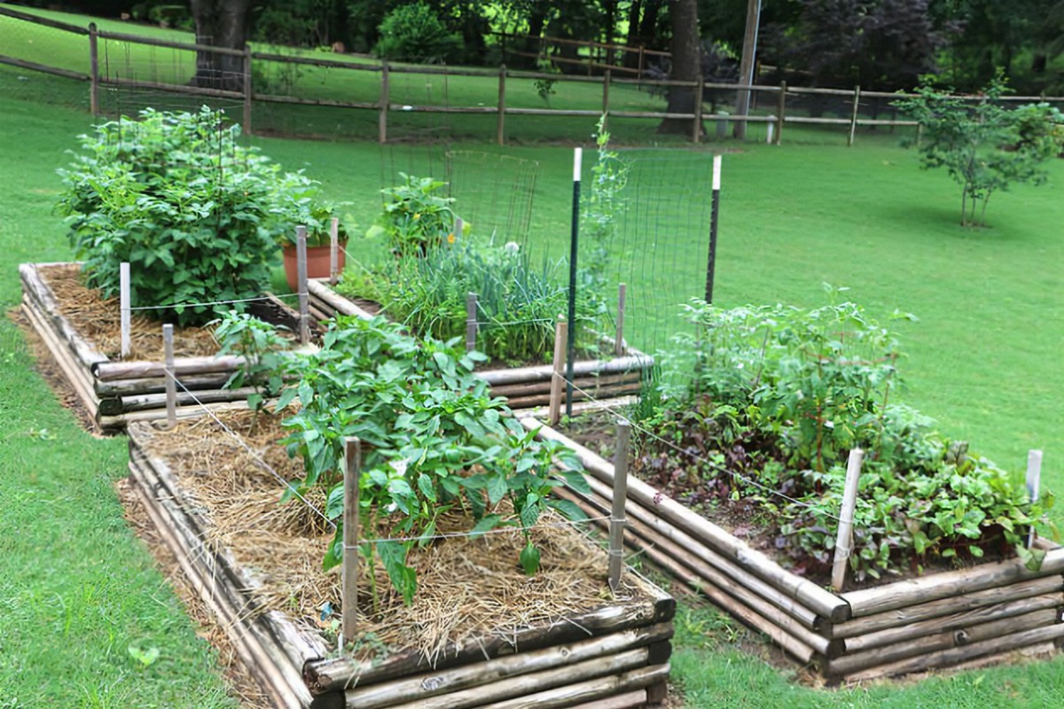 Beginners Small Vegetable Garden Ideas