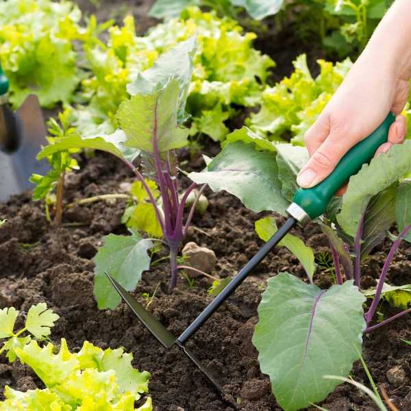 Vegetable Gardening