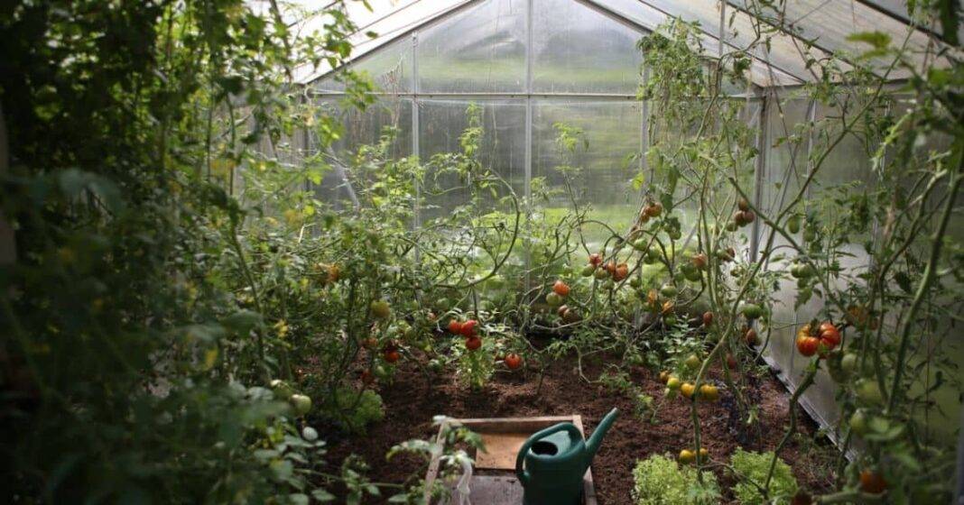 Greenhouse Gardening