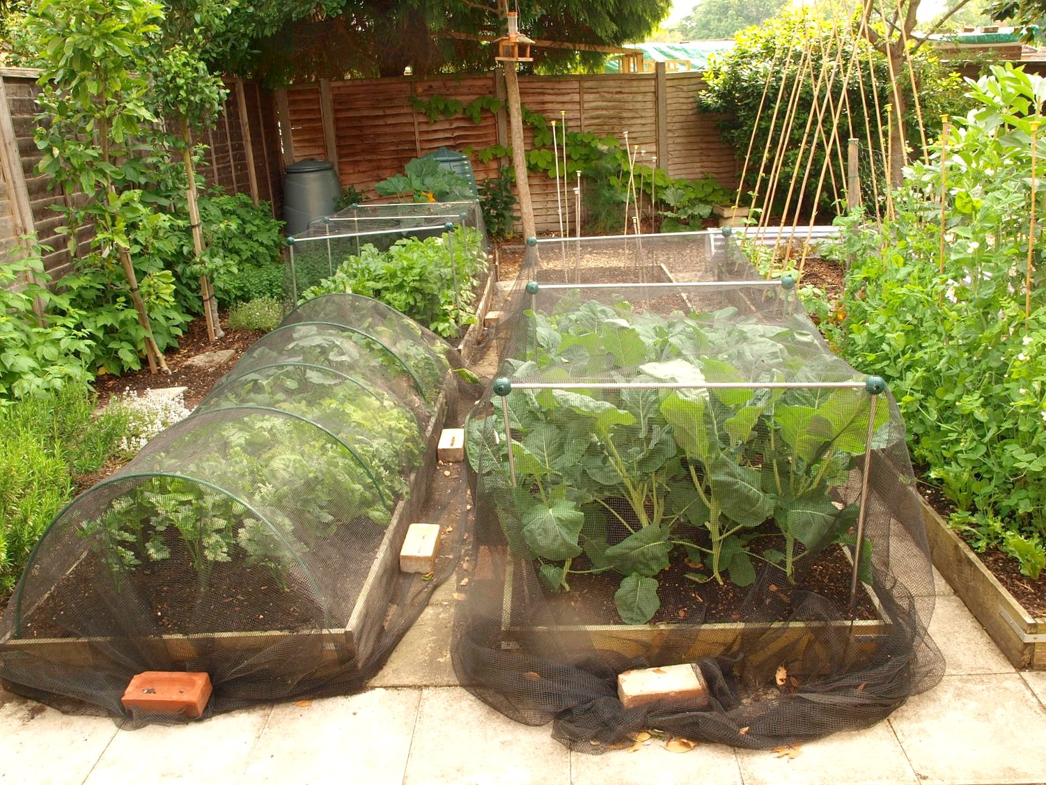 A Cut Flower Garden