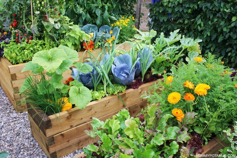 Organic Gardening