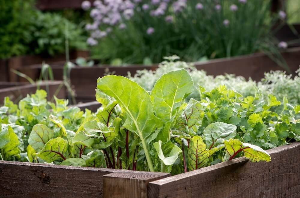 A Beautiful Raised Bed Vegetable Garden