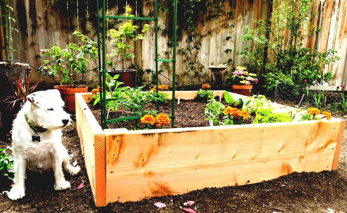 Most Productive Small Vegetable Garden Ideas