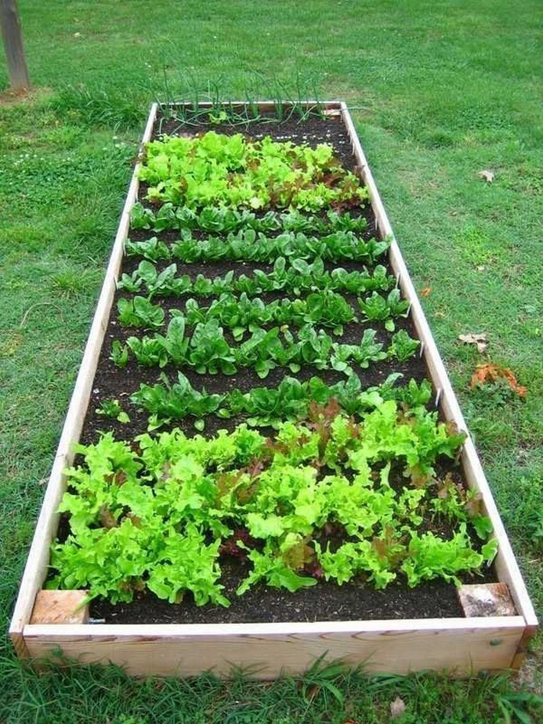A Spring Vegetable Garden