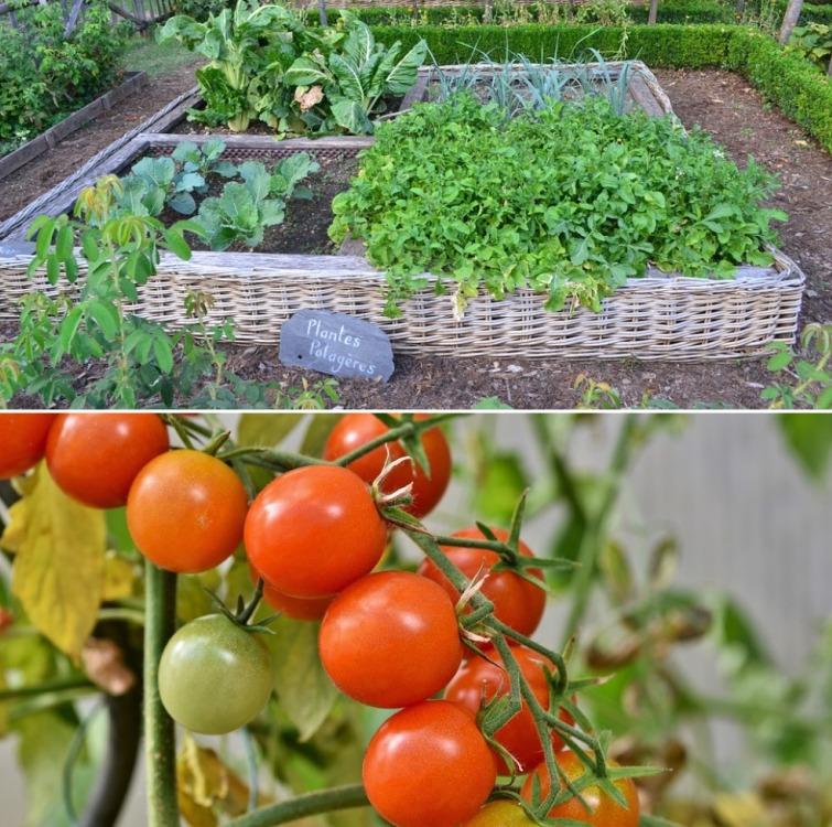 A Vegetable Garden