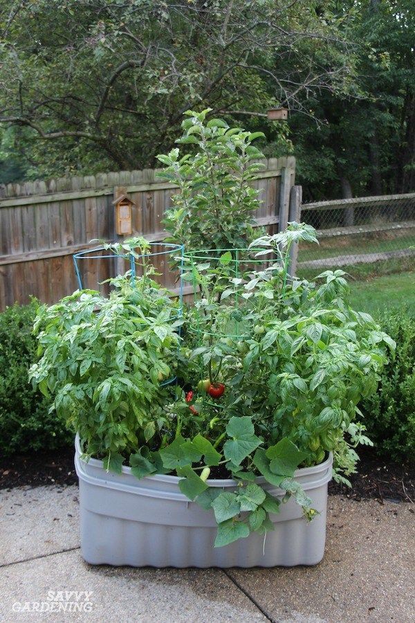 Container Gardening Vegetables