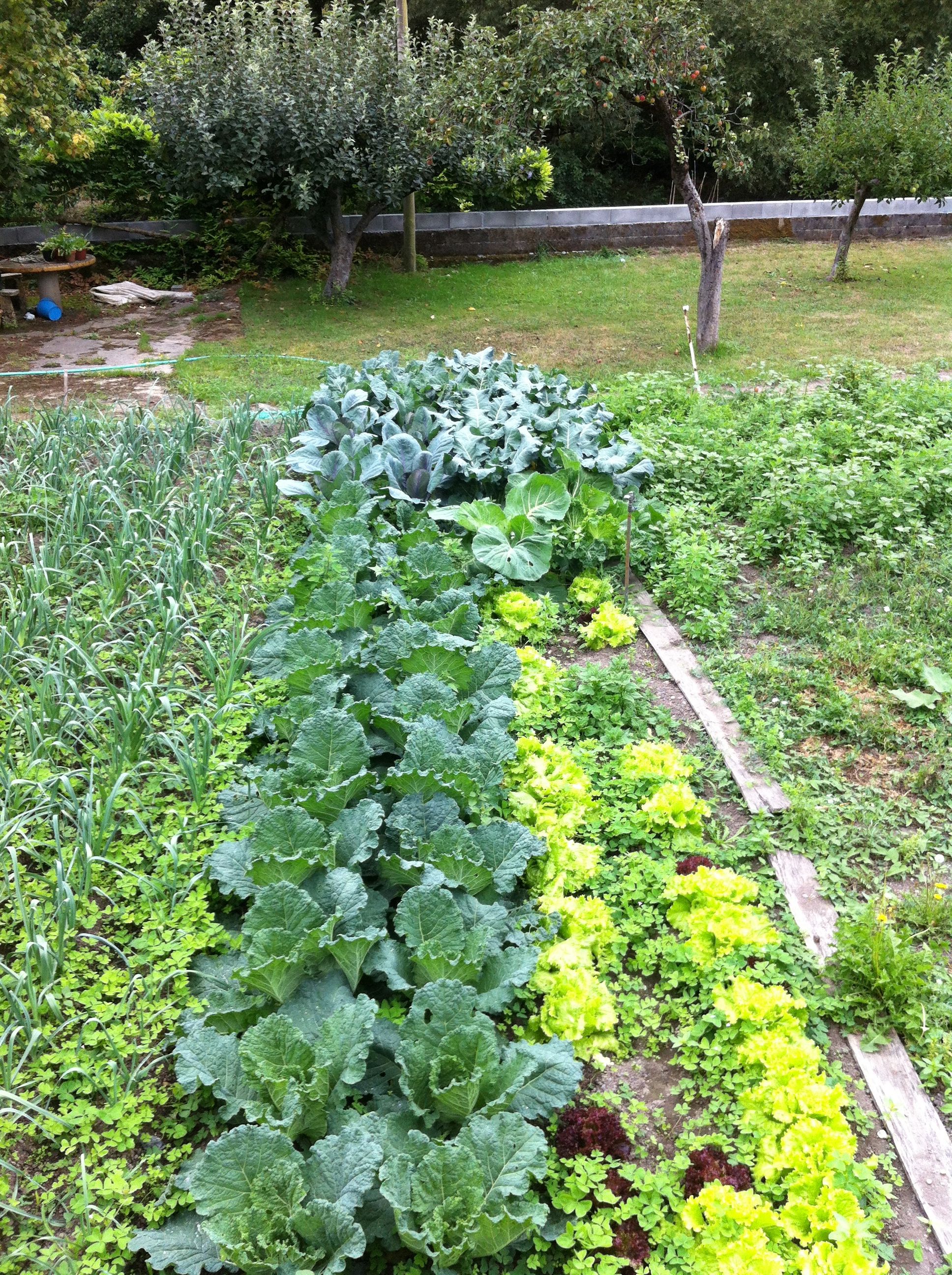 Your Own Vegetable Garden