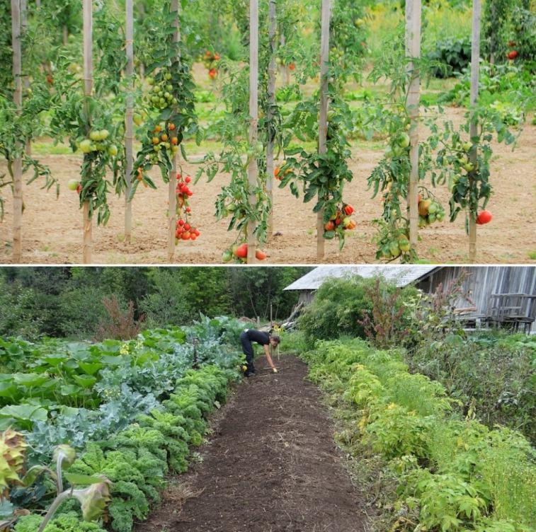 Vegetable Gardening For Beginners Guide Plant Instructions