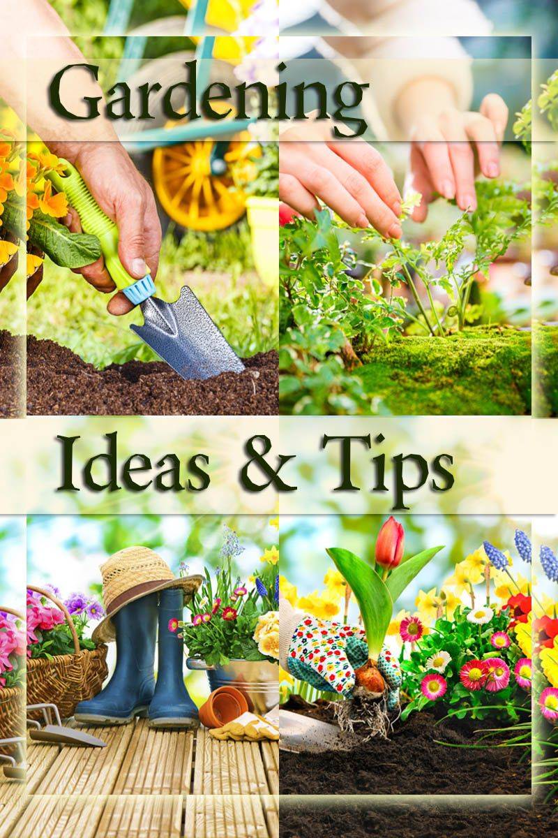 Brilliant Gardening Tips