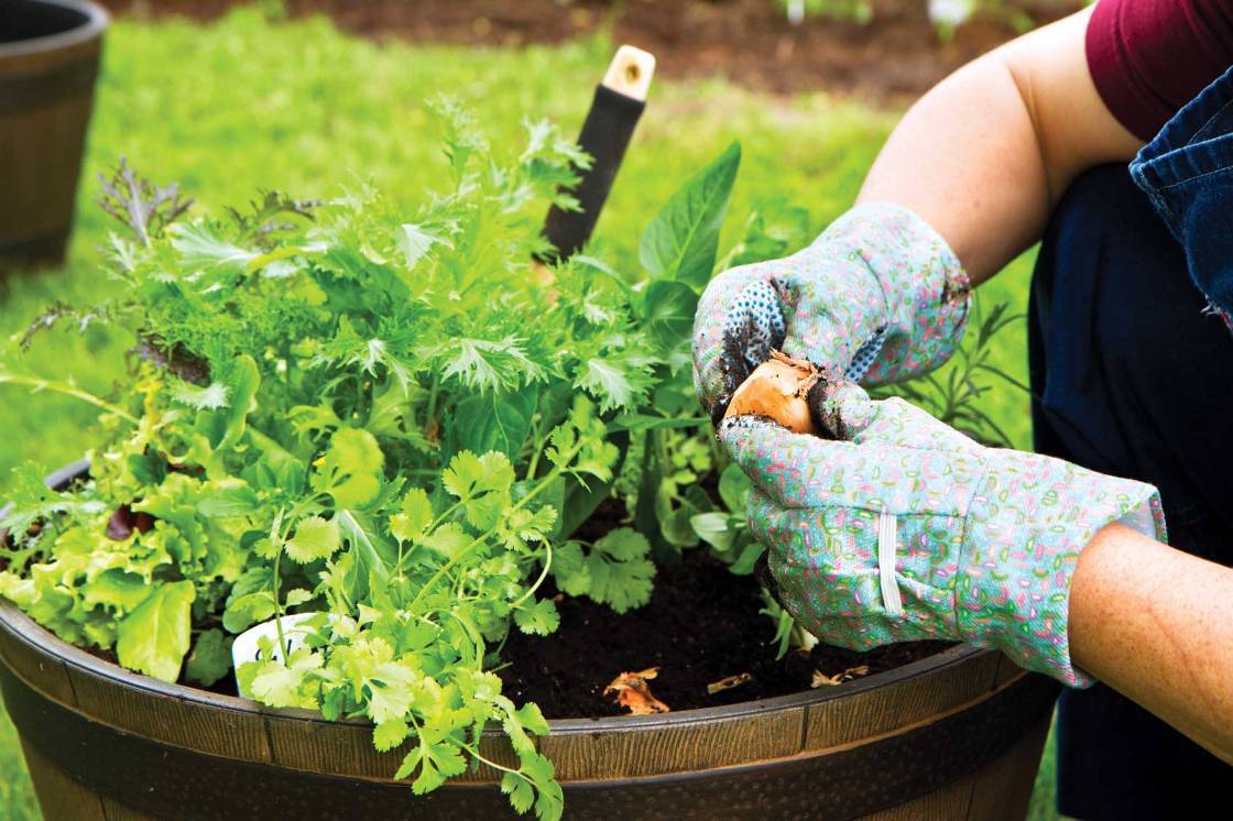 Container Gardening Tips Plants
