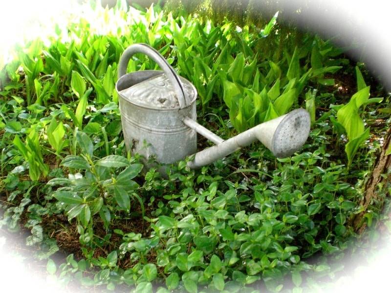 Terrace Vertical Gardening
