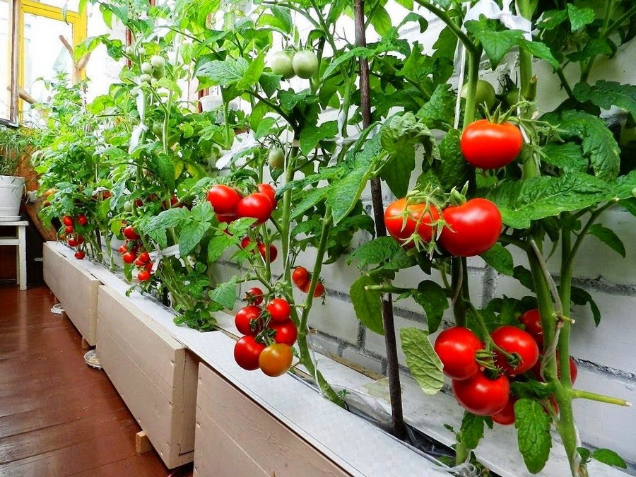 Mighty Sweet Grape Tomato