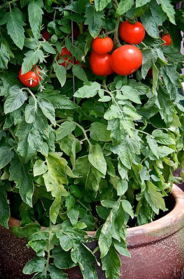 Container Tomato Gardening Dengarden