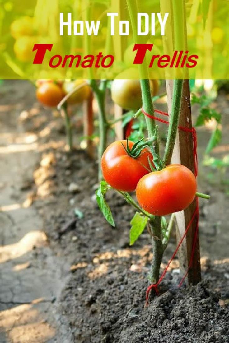 Growing Tomato Plants