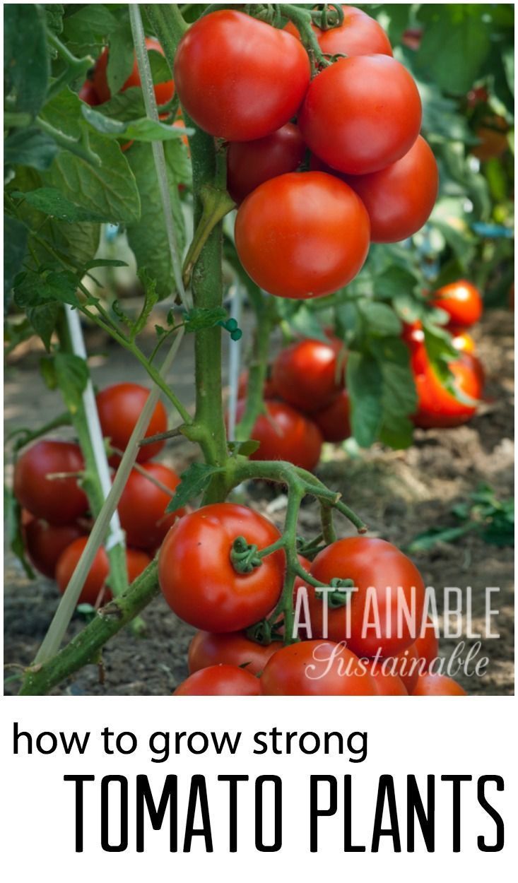 The Best Growing Tomatoes