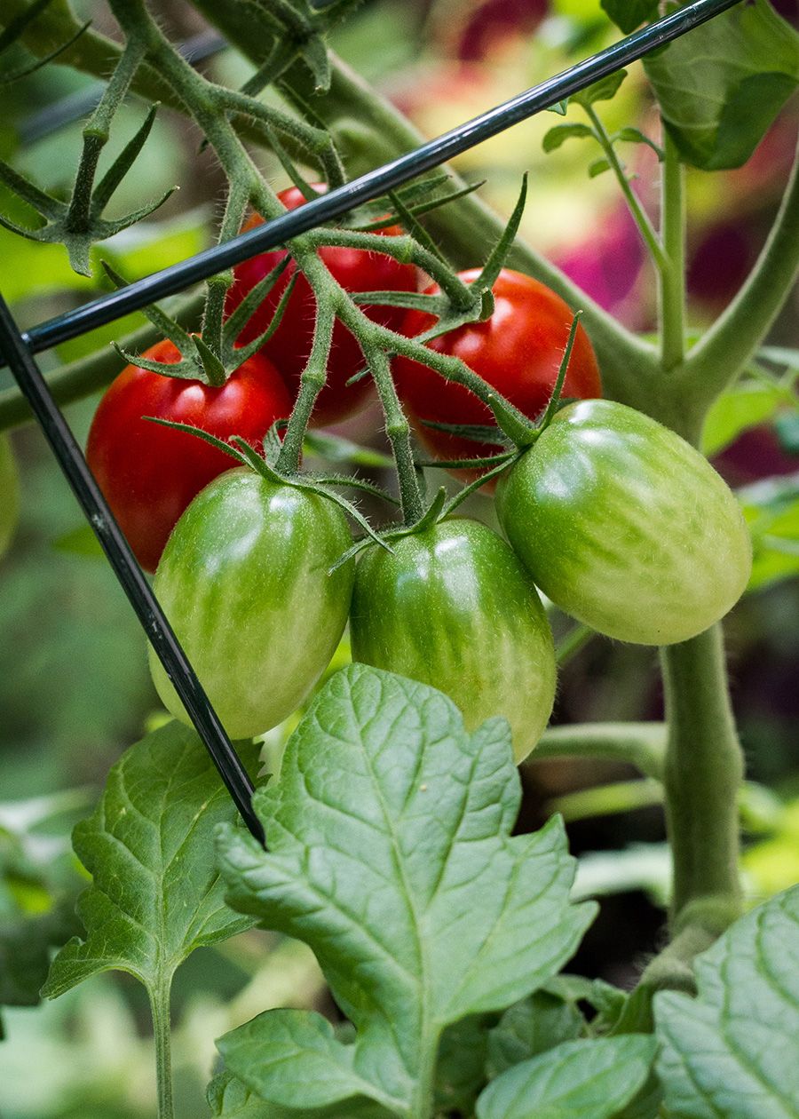 New Tomato Growers
