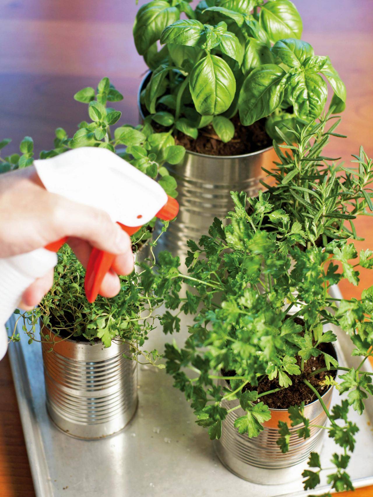 Best Countertop Herb Garden Home And Garden Designs