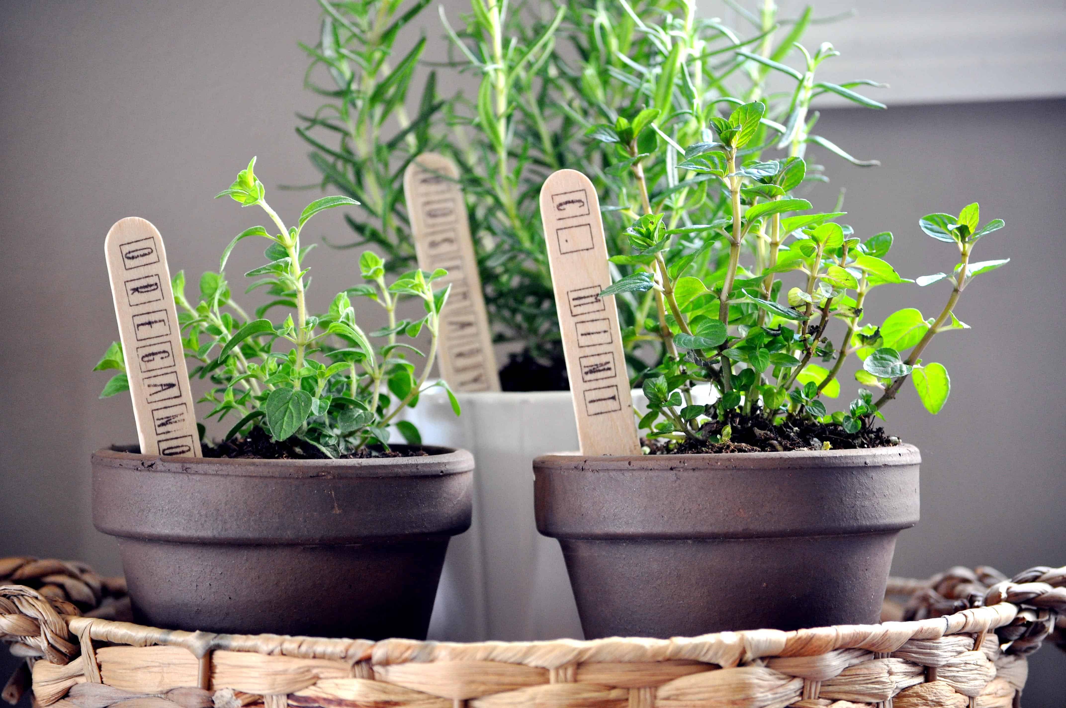 Your Own Kitchen Countertop Herb Garden