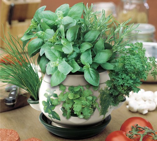 A Colorful Indoor Herb Garden