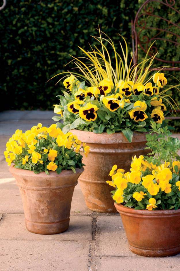 Creative Container Gardening Flowers Ideas Decorations