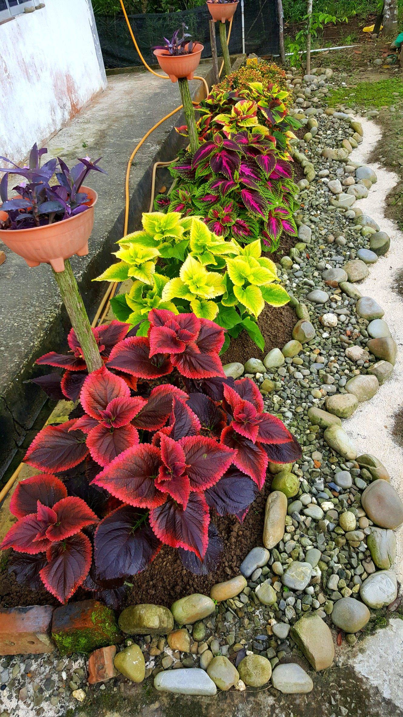 Coleus Container Coleus Containers