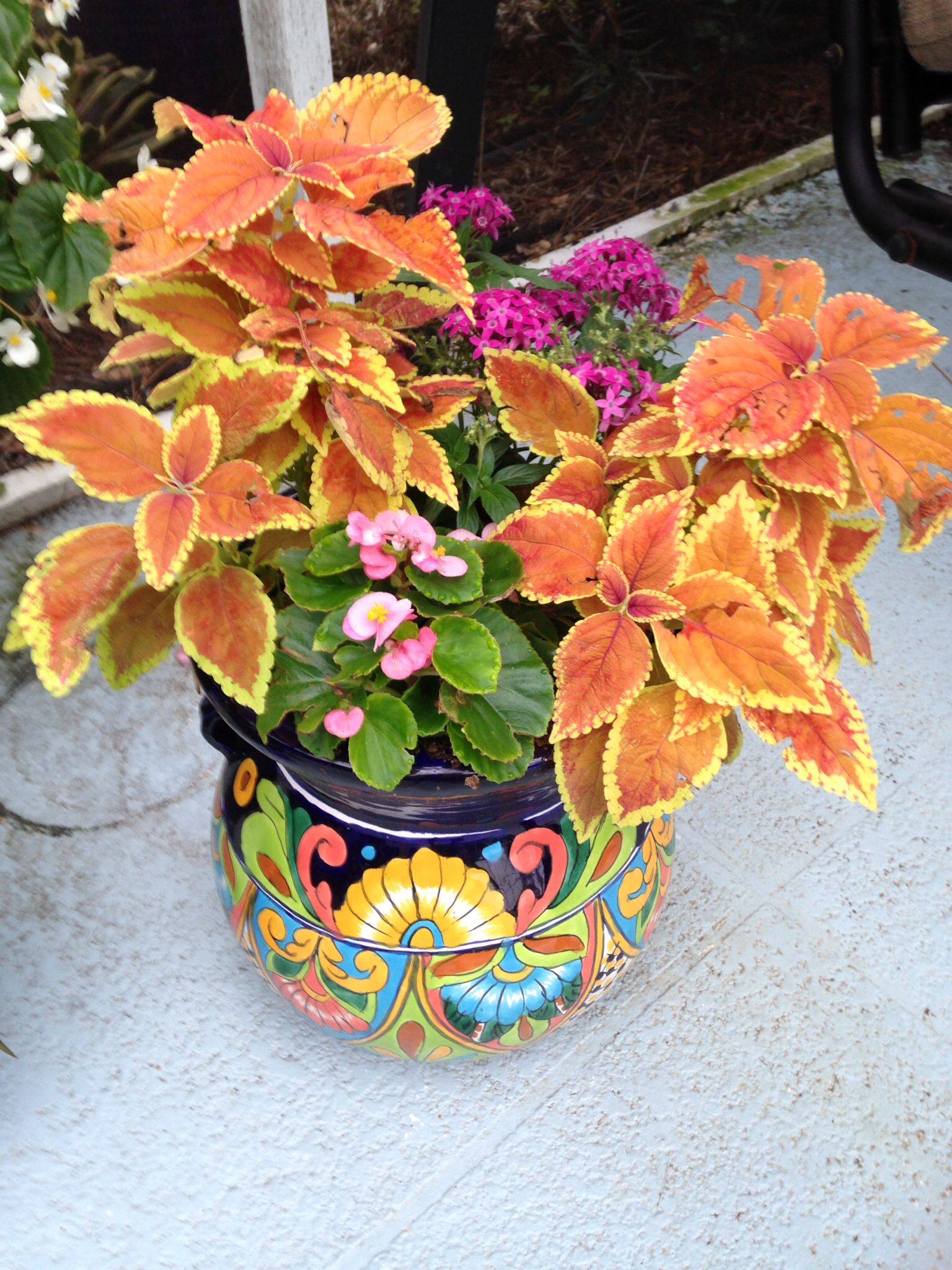 Coleus Container Garden Hgtv