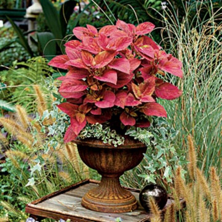 Coleus Wasabi Container Gardening