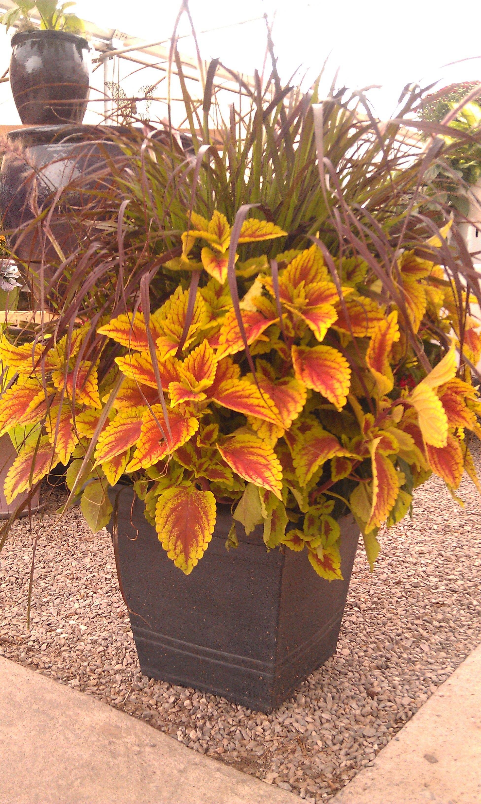 Coleus Container Gardening
