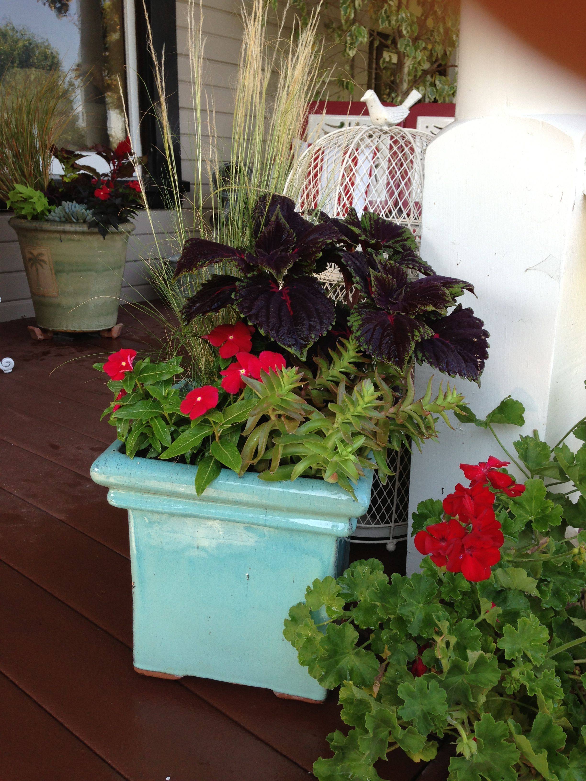 Colorful Coleus Tropical Plants