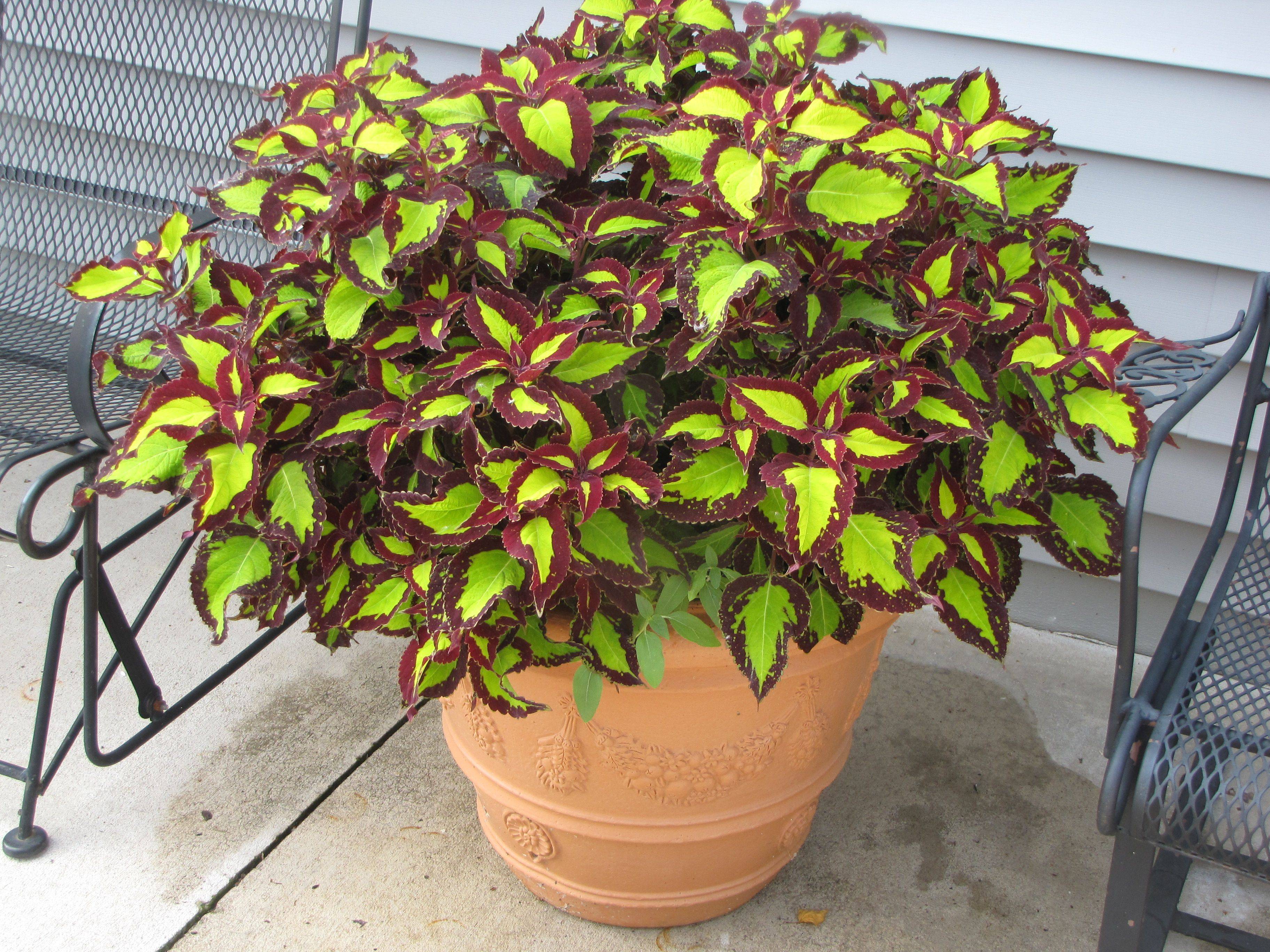 Colorful Coleus Tropical Plants
