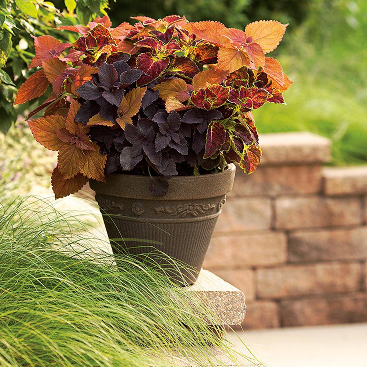 Coleus Container Gardening Flowers