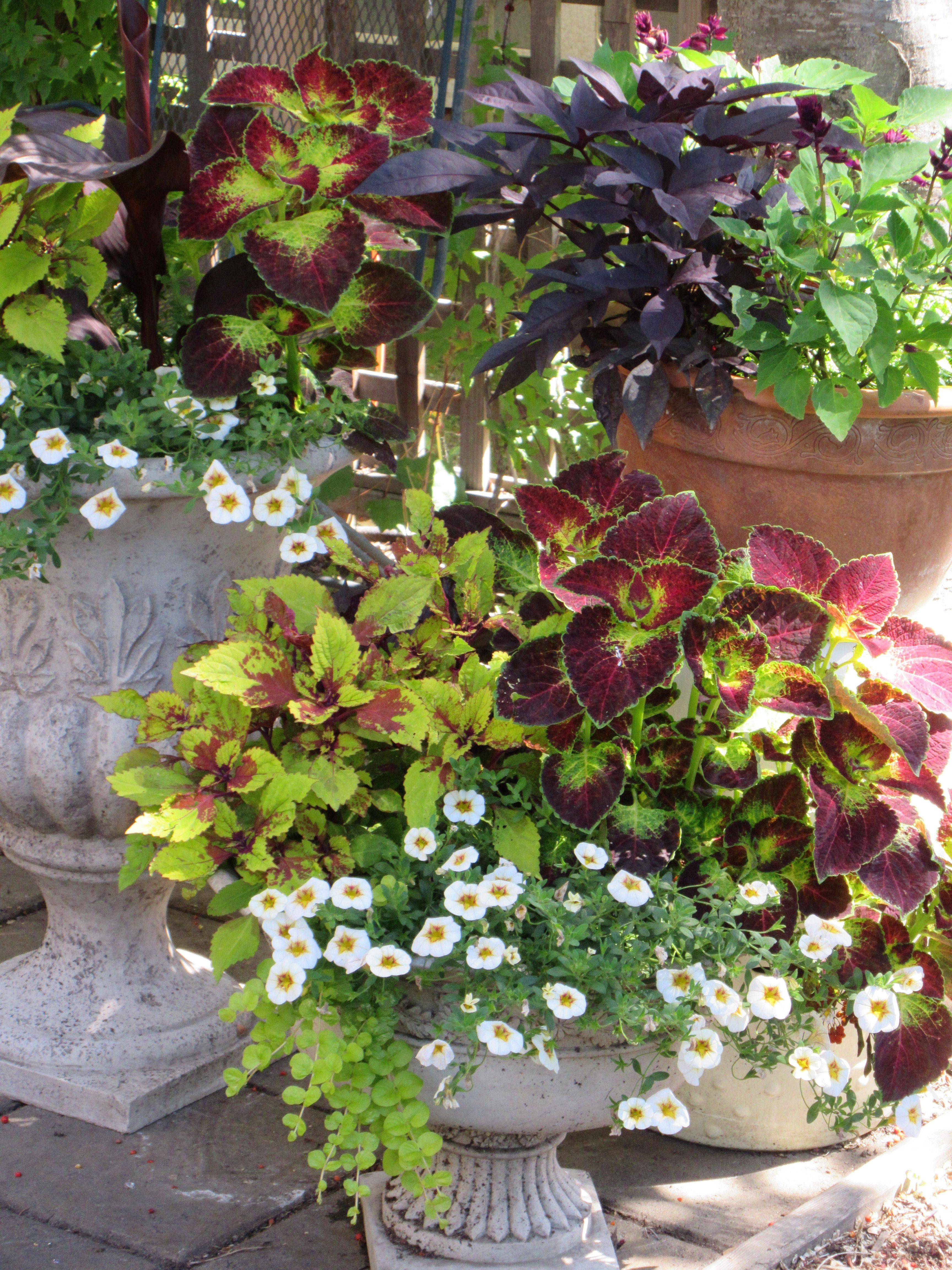 Coleus Container Gardening Flowers