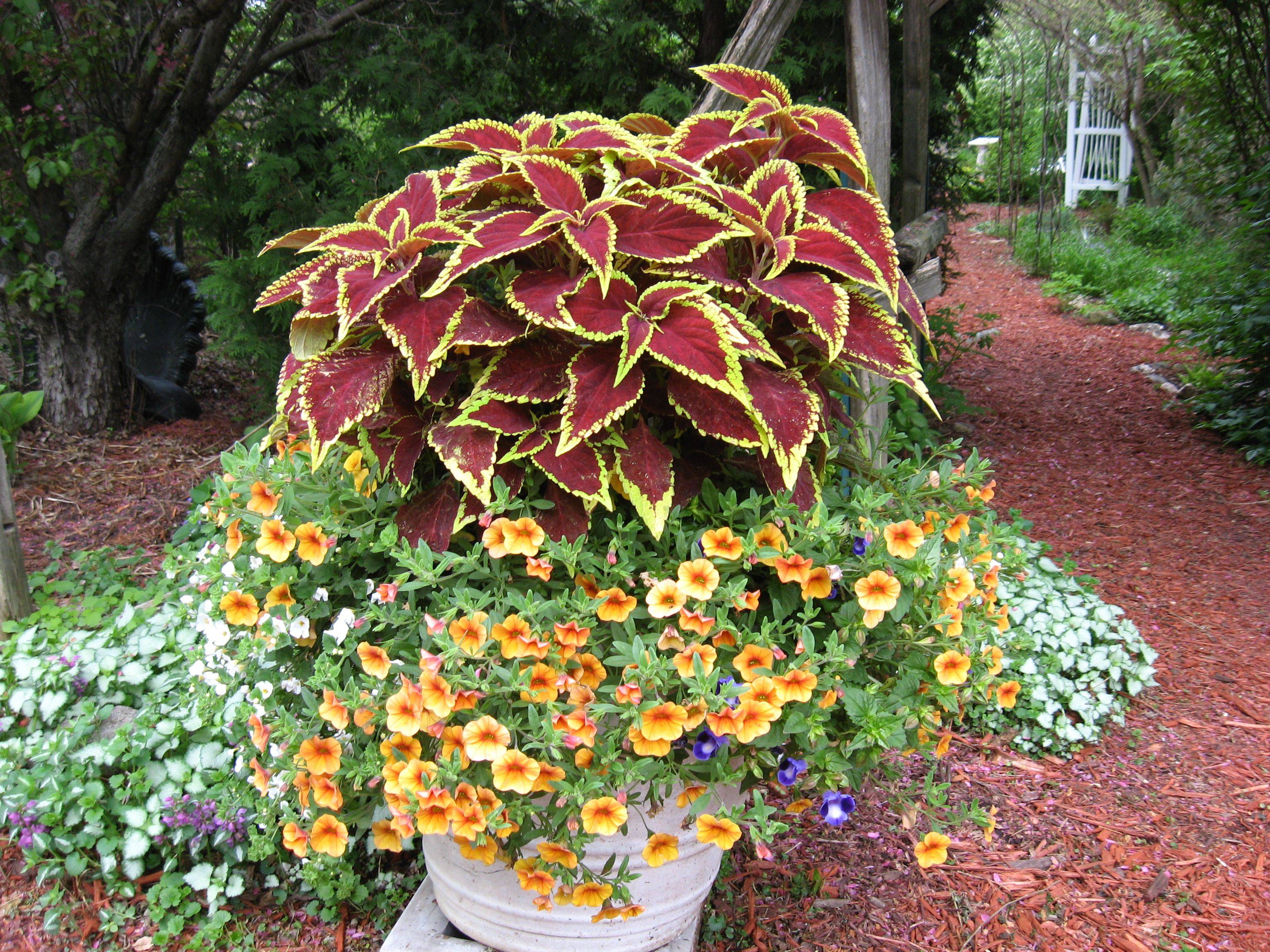 Coleus Container Gardening Flowers