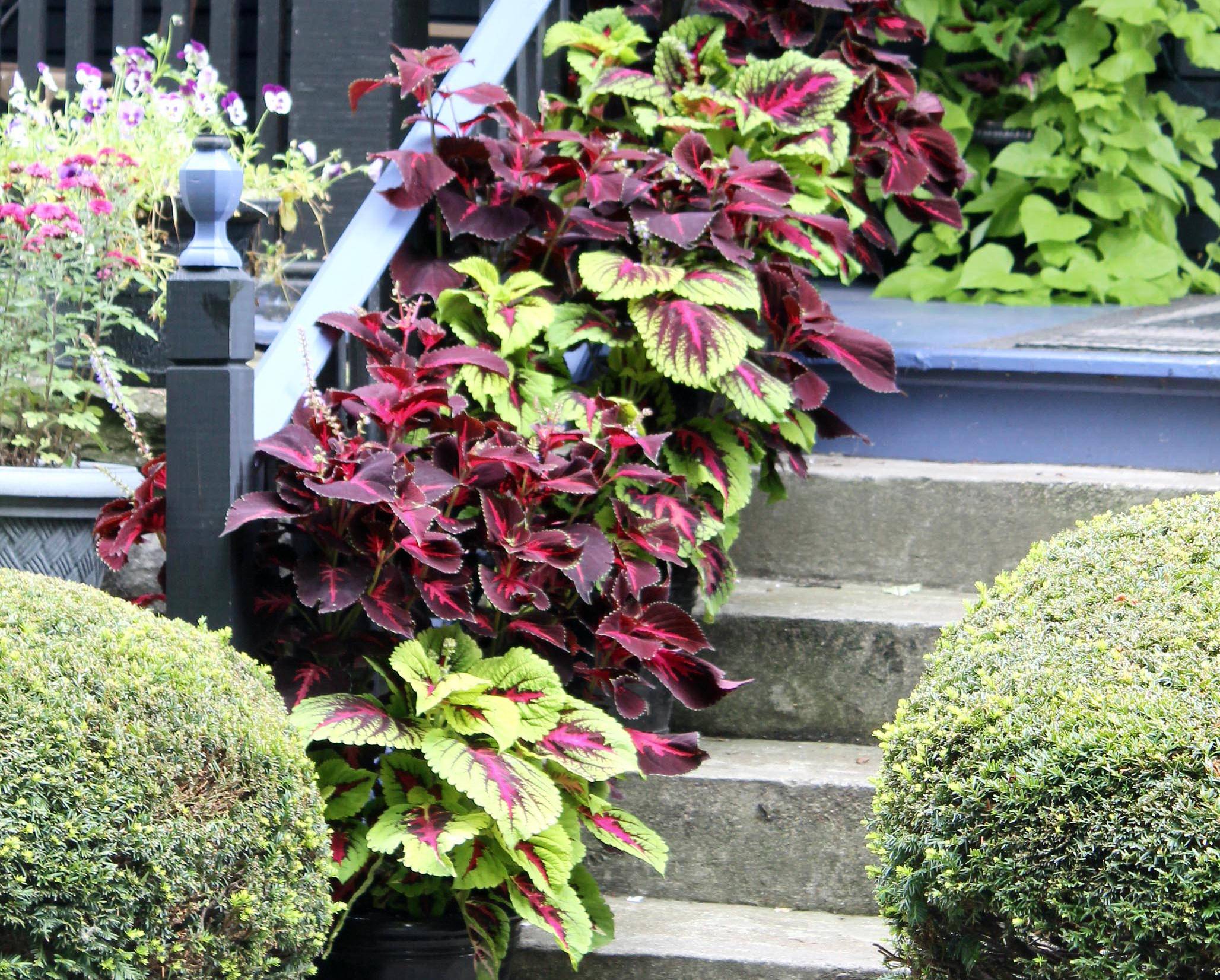 Container Gardening