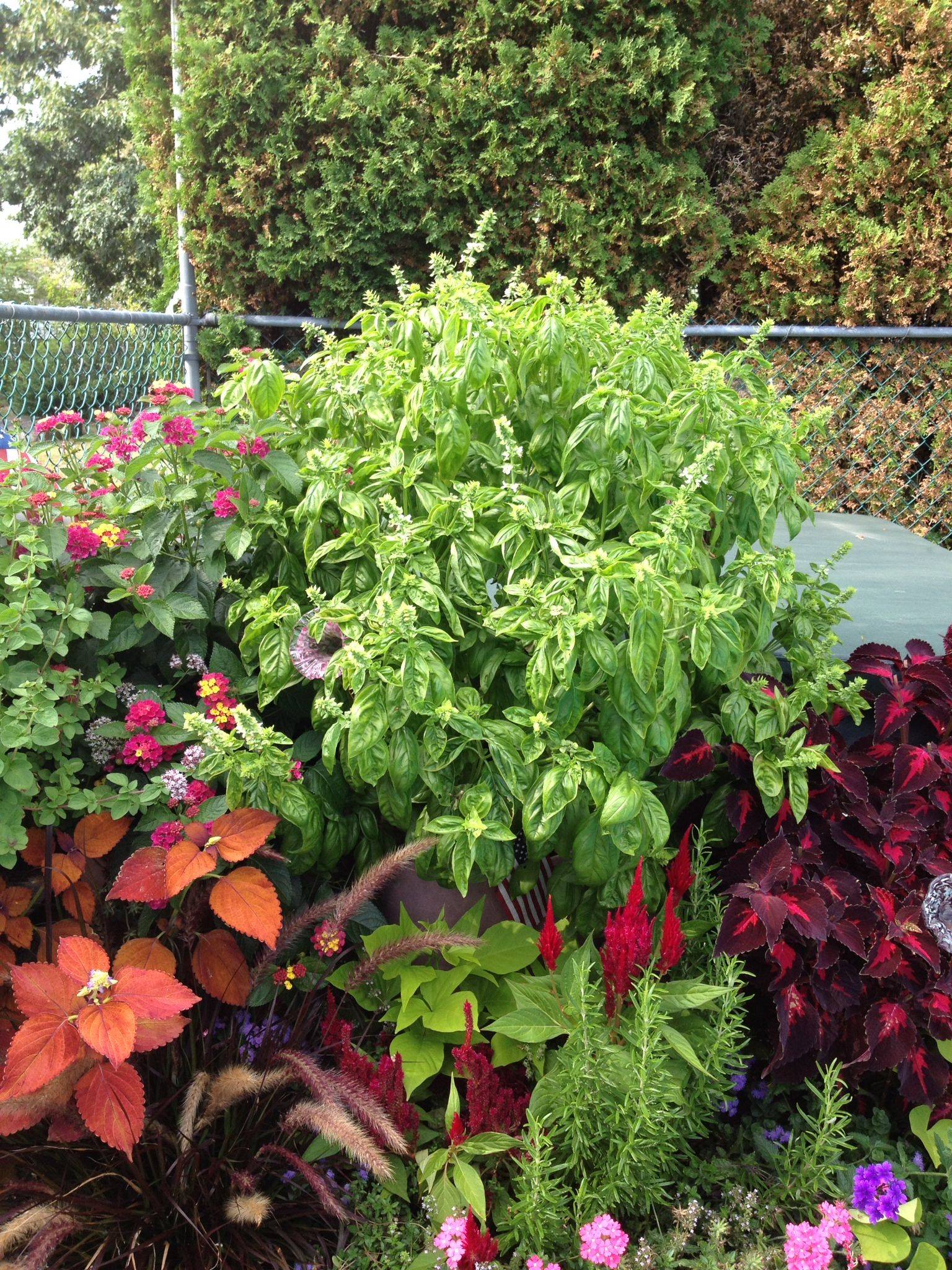 Coleus Container Garden