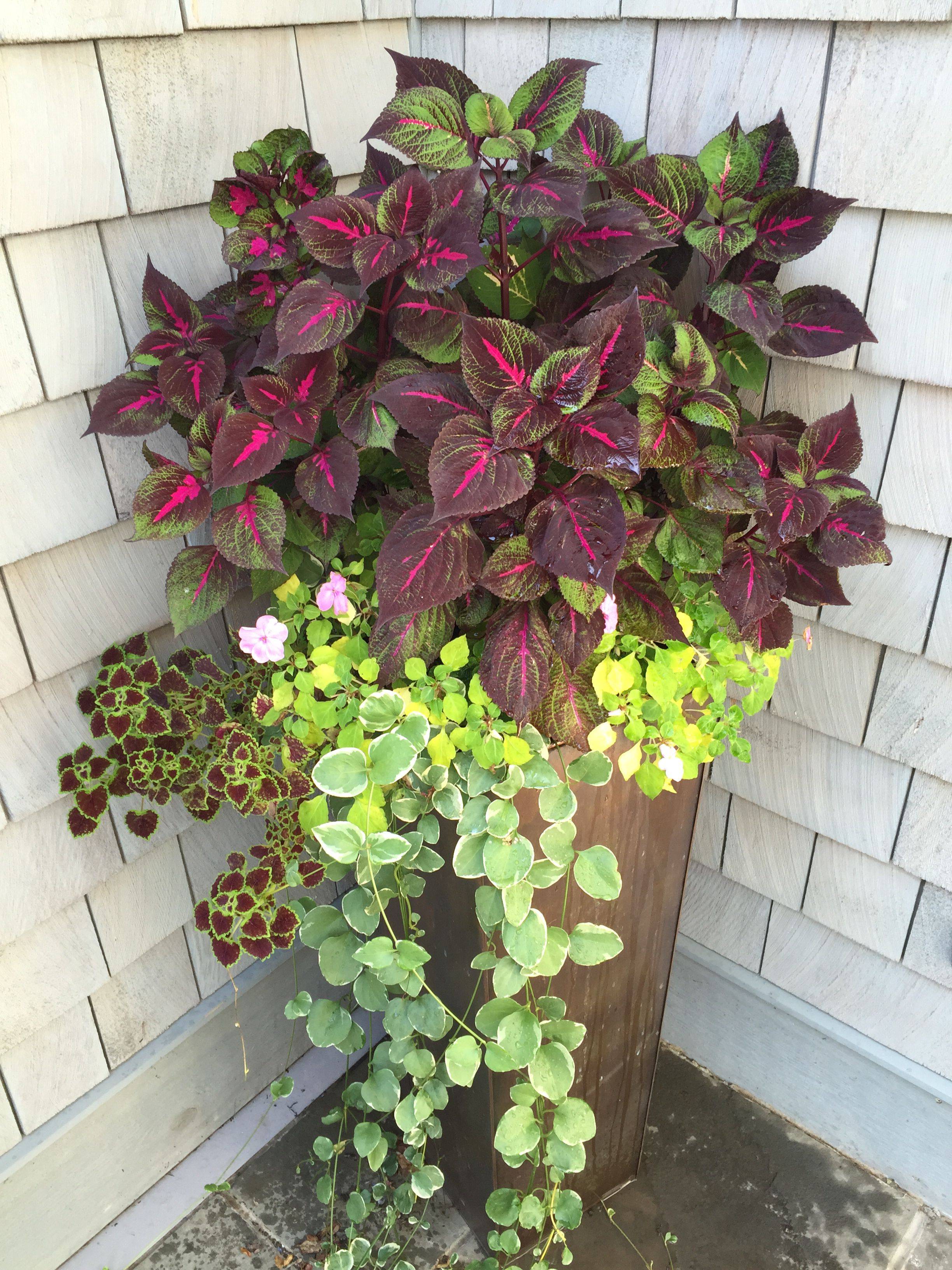 This Summer Container Gardening Flowers