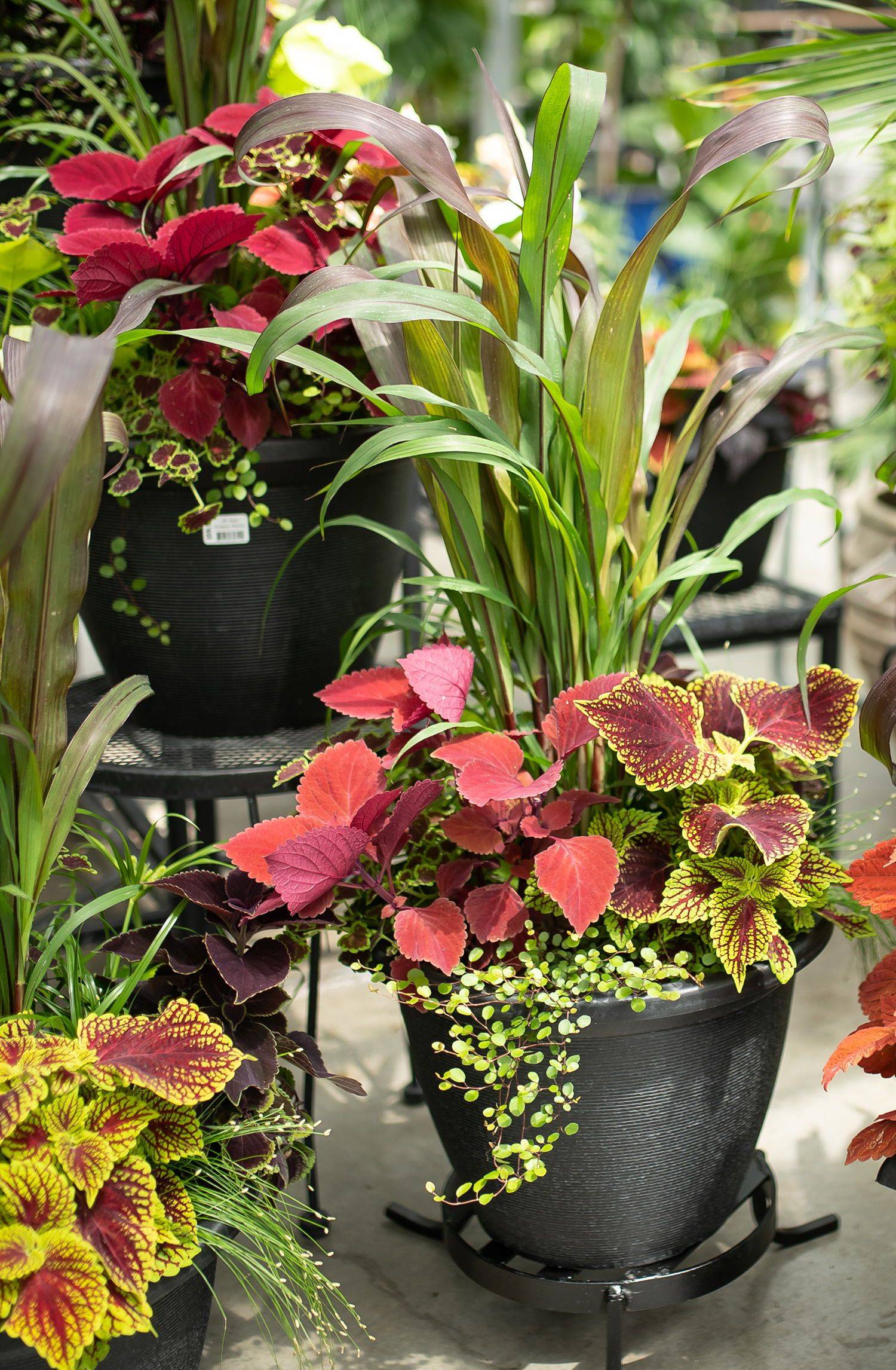 Pots Container Gardening