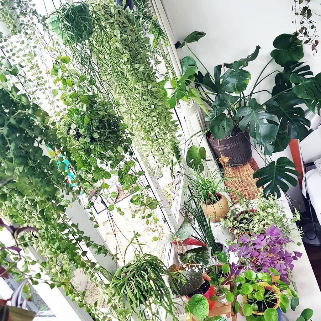 Awesome Indoor Windowsill Flower Garden Ideas