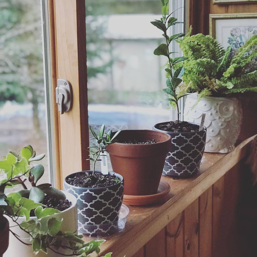 A Windowsill Succulent Garden