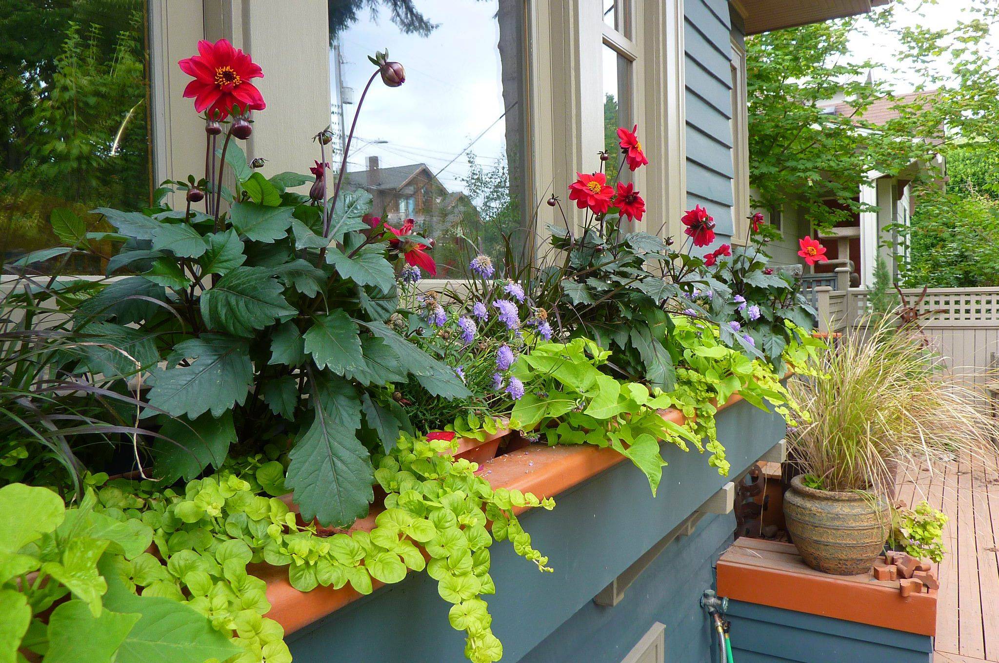 21 WindowSill Gardening Ideas For This Year SharonSable