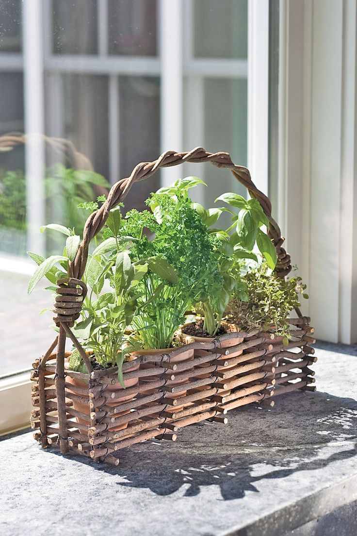 Starting A Windowsill Garden