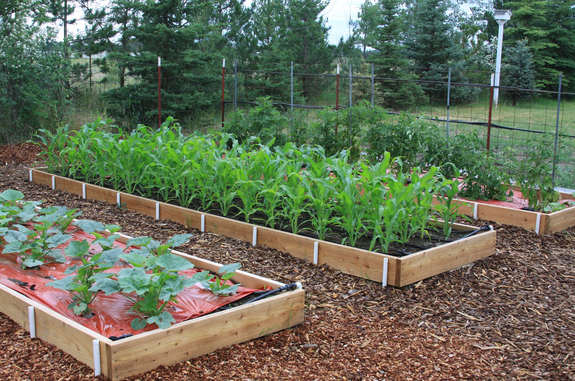 Cheap Container Vegetable Gardening Ideas