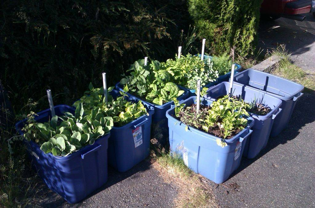 Diy Indoor Water Garden Container Ideas