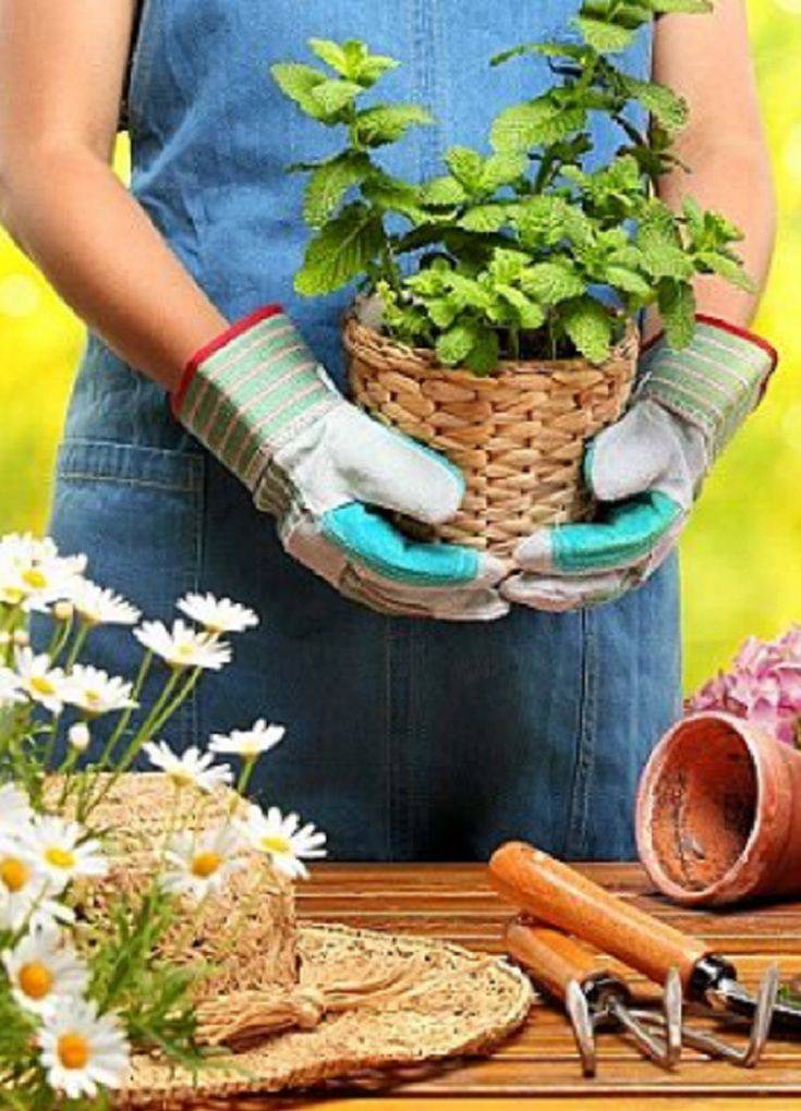 Basic Gardening Tools