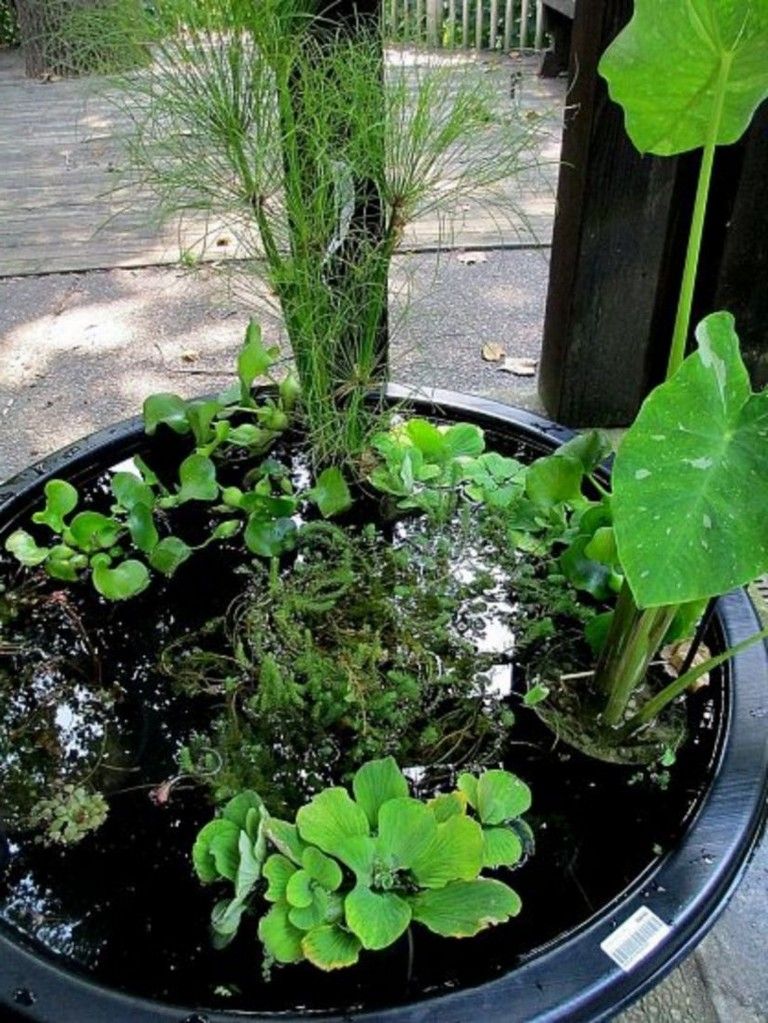 12 DIY Container Water Garden Ideas To Try This Year SharonSable